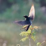 A Black Drongo (Dicrurus macrocercus) gracefully soaring above the greenery of Quy Nhơn, Vietnam.